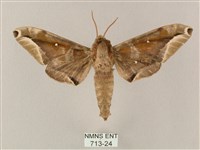 藏品(白點天蛾 )的圖片