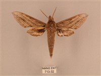 藏品(背線天蛾)的圖片