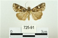 藏品(白斑散紋夜蛾)的圖片