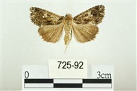 藏品(白斑散紋夜蛾)的圖片