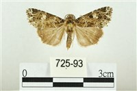 藏品(白斑散紋夜蛾)的圖片