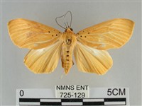 藏品(裳蛾科)的圖片