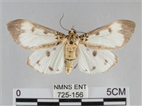 藏品(長斑擬燈蛾)的圖片