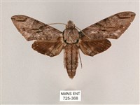 藏品(細斜紋霜天蛾)的圖片