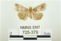 藏品(白斑散紋夜蛾)的圖片