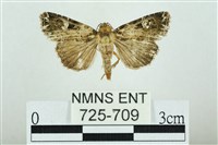 藏品(白斑散紋夜蛾)的圖片