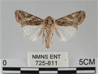 藏品(斜紋夜盜蛾)的圖片