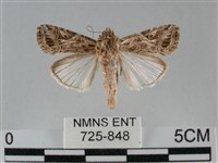 藏品(斜紋夜盜蛾)的圖片