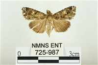 藏品(白斑散紋夜蛾)的圖片