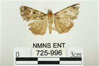 藏品(白斑散紋夜蛾)的圖片