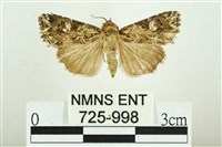 藏品(白斑散紋夜蛾)的圖片