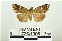 藏品(白斑散紋夜蛾)的圖片