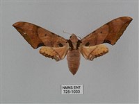 藏品(廣東鷹翅天蛾)的圖片