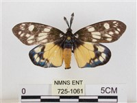 藏品(蓬萊茶斑蛾)的圖片