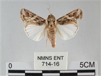 藏品(斜紋夜盜蛾)的圖片