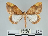 藏品(枯葉尺蛾)的圖片