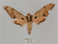 藏品(廣東鷹翅天蛾)的圖片