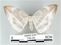 藏品(圓翅大鉤蛾)的圖片
