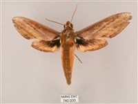 藏品(綠背斜紋天蛾)的圖片