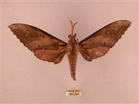 藏品(栗六點天蛾)的圖片