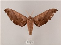 藏品(齒翅三線天蛾)的圖片