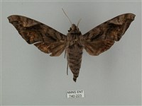 藏品(全緣缺角天蛾)的圖片