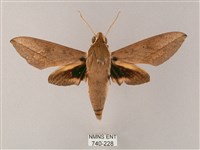 藏品(藏斜紋天蛾)的圖片