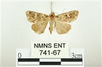 藏品(白斑散紋夜蛾)的圖片