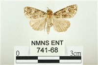 藏品(白斑散紋夜蛾)的圖片