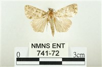 藏品(白斑散紋夜蛾)的圖片