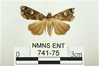 藏品(白斑散紋夜蛾)的圖片