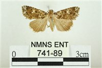 藏品(白斑散紋夜蛾)的圖片