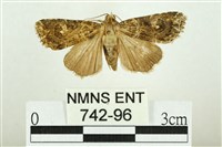 藏品(白斑散紋夜蛾)的圖片