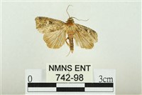 藏品(白斑散紋夜蛾)的圖片