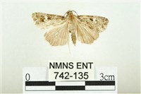 藏品(白斑散紋夜蛾)的圖片