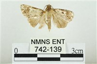 藏品(白斑散紋夜蛾)的圖片