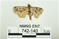 藏品(白斑散紋夜蛾)的圖片