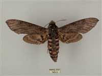 藏品(蝦殼天蛾)的圖片