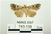 藏品(白斑散紋夜蛾)的圖片