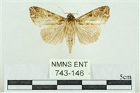 藏品(粉紅帶散紋夜蛾)的圖片