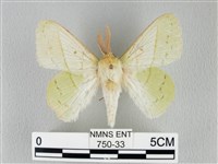 藏品(青枯葉蛾)的圖片