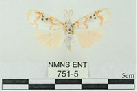 藏品(臺雪苔蛾)的圖片