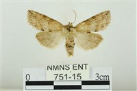 藏品(線平波紋蛾)的圖片