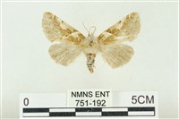 藏品(寬帶波紋蛾)的圖片