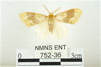 藏品(寬紋黃毒蛾)的圖片