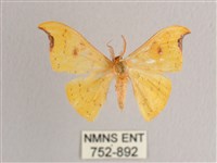 藏品(彎黑黃鉤蛾)的圖片