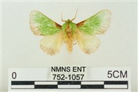 藏品(素木綠刺蛾)的圖片