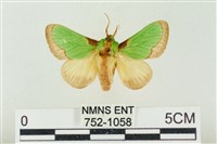 藏品(素木綠刺蛾)的圖片