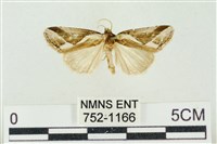 藏品(素木氏美波紋蛾)的圖片