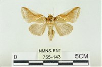 藏品(印華波紋蛾)的圖片